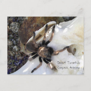 Cartão Postal Desert Tarantula