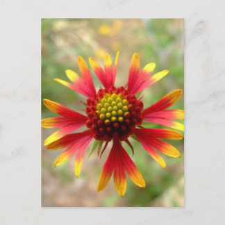 Cartão Postal Deserto de Blanketflower Gaillardia