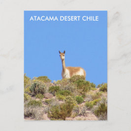 Cartão Postal Deserto de Vicuna Atacama, Chile Cartão-postal - V