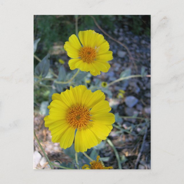 Cartão Postal Deserto Dourado (Frente)