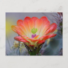 Cartão Postal Deserto em Bloom