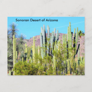 Cartão Postal Deserto Sonoran de Arizonas