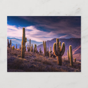Cartão Postal Desertos Paisagem Cactus Argentina