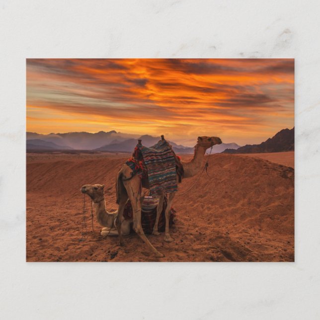 Cartão Postal Deserts | Bactrian Camel Egypt Sand Dune (Frente)