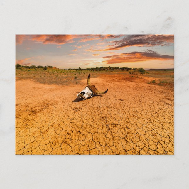 Cartão Postal Deserts | Desert with Cow Skull (Frente)