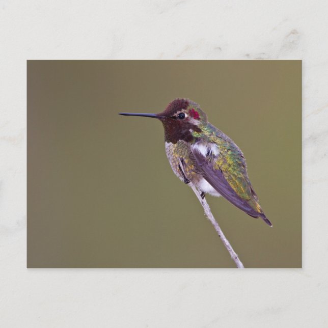 Cartão Postal Desfiladeiro (Frente)