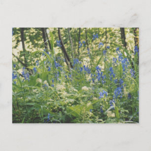 Cartão Postal Desfiladeiro do Rio Columbia