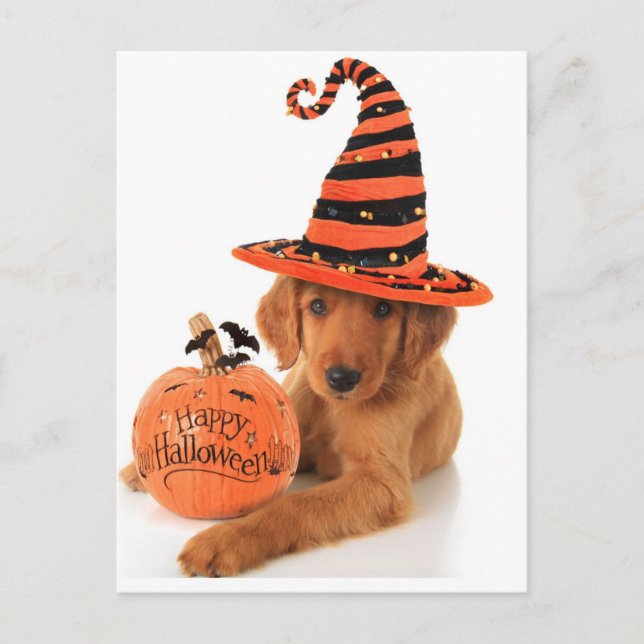 Cartão Postal Design de Halloween de ouro Retriever (Frente)