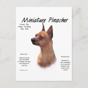Cartão Postal Design de História da Miniatura Pinscher (vermelha
