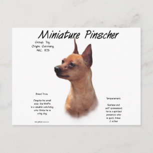 Cartão Postal Design de História da Miniatura Pinscher (vermelha