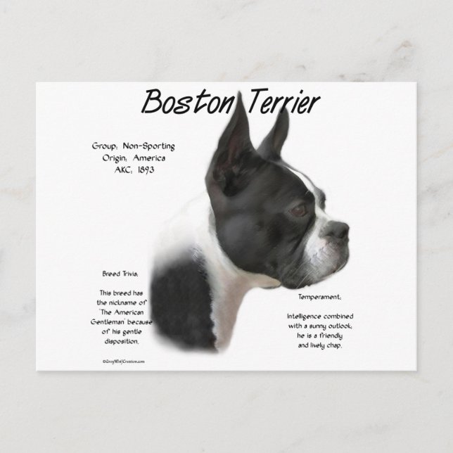 Cartão Postal Design de História de Boston Terrier (Frente)