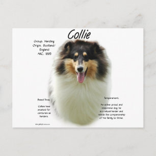 Cartão Postal Design de História de Collie