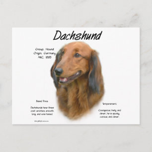 Cartão Postal Design de História de Dachshund (longhair)
