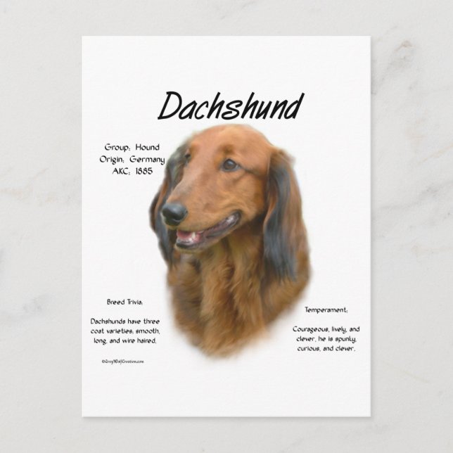 Cartão Postal Design de História de Dachshund (longhair) (Frente)
