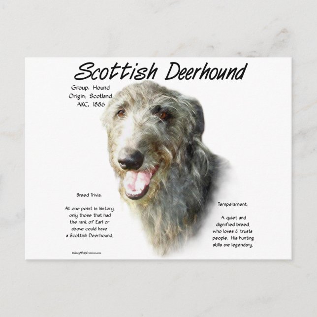 Cartão Postal Design de História de Deerhound Escocês (Frente)