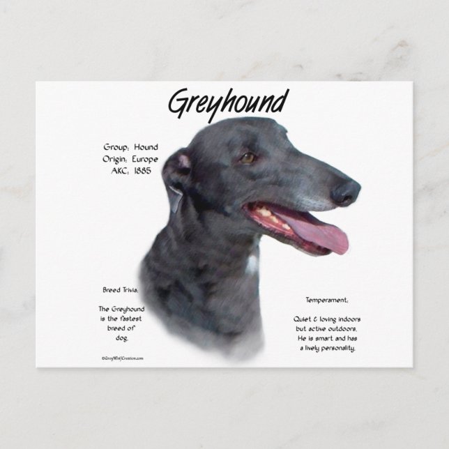 Cartão Postal Design de História de Greyhound (Frente)