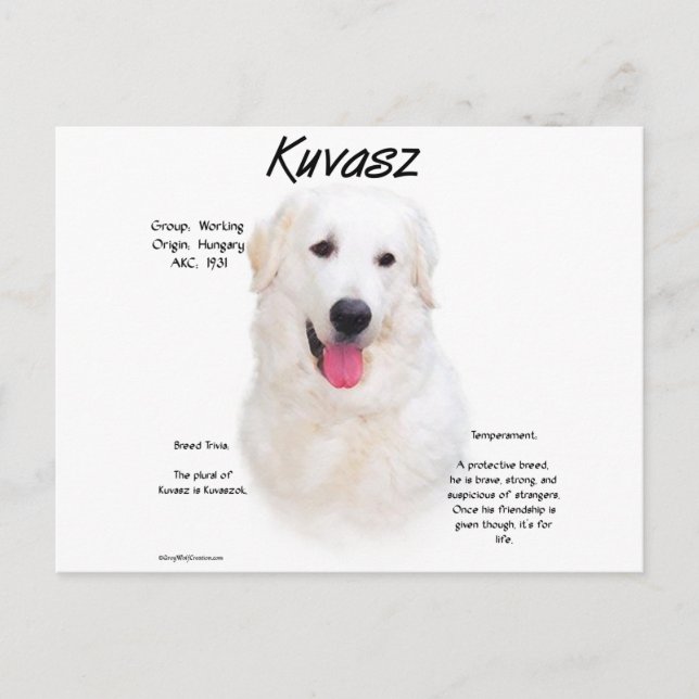Cartão Postal Design de História de Kuvasz (Frente)