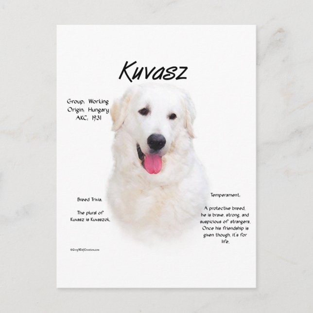 Cartão Postal Design de História de Kuvasz (Frente)
