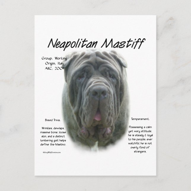 Cartão Postal Design de História de Mastiff (cinza) napolitano (Frente)