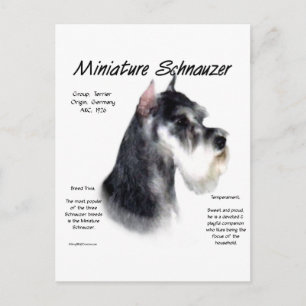 Cartão Postal Design de História de Miniatura Schnauzer