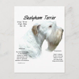 Cartão Postal Design de História de Sealyham Terrier