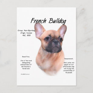 Cartão Postal Design de História do Buldogue Francês