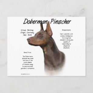 Cartão Postal Design de História do Doberman Pinscher (vermelho