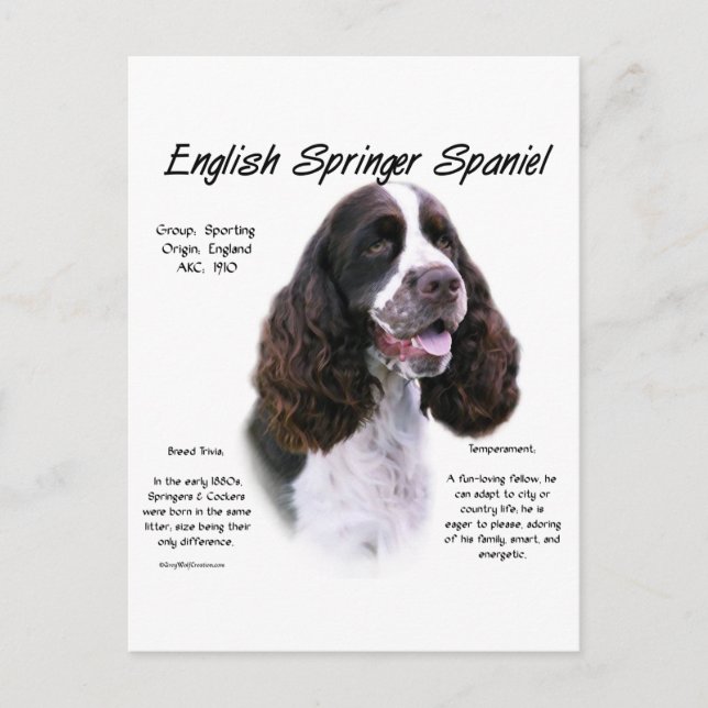 Cartão Postal Design de História do Inglês Springer Spaniel (fíg (Frente)