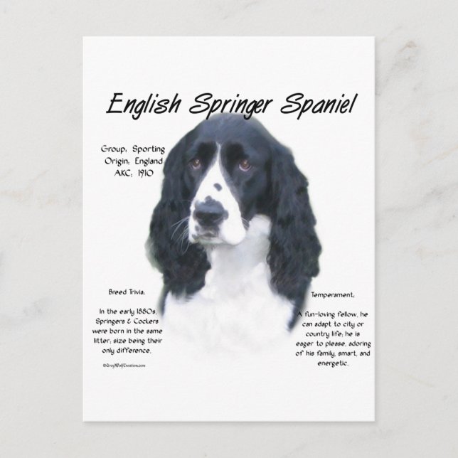 Cartão Postal Design de História do Inglês Springer Spaniel (pre (Frente)