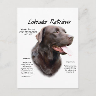 Cartão Postal Design de História do Labrador Retriever (chocolat