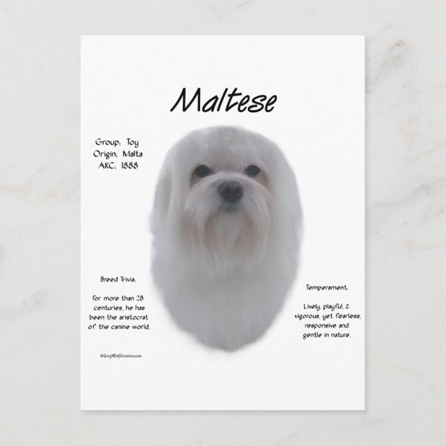 Cartão Postal Design de História Maltês (Frente)