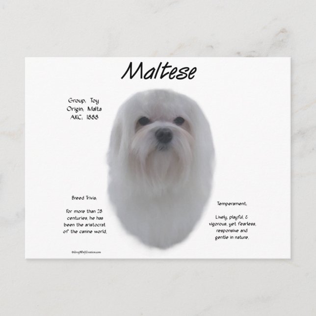 Cartão Postal Design de História Maltês (Frente)