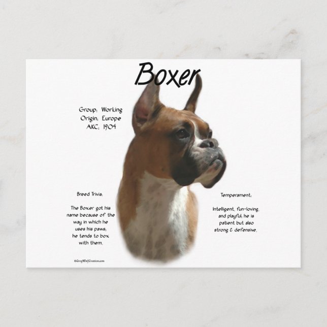 Cartão Postal Design de Histórico de Boxer (afeto) (Frente)