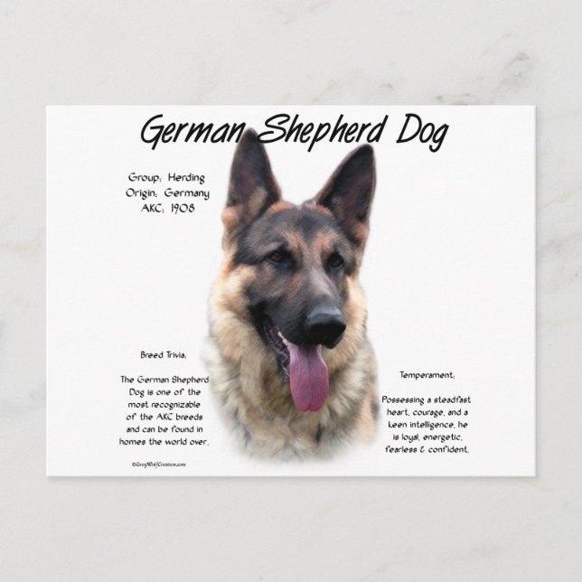 Cartão Postal Design de Histórico de Cachorro german shepherd (s (Frente)
