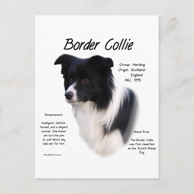 Cartão Postal Design de Histórico de Collie de Borda (Frente)