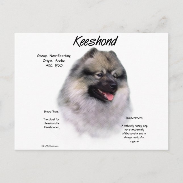 Cartão Postal Design de Histórico de Keeshond (Frente)