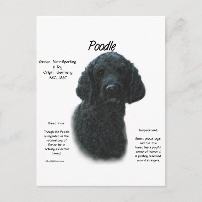 Cartão Postal Design de Histórico de Poodle (preto) (Frente)