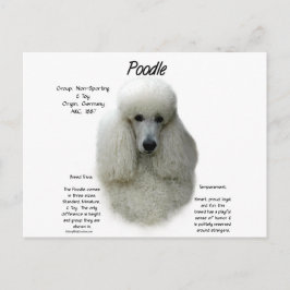 Cartão Postal Design de Histórico de Poodle (wht)