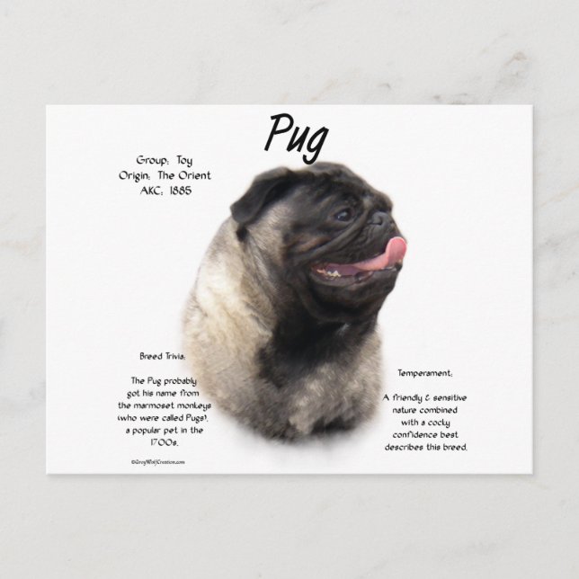 Cartão Postal Design de Histórico de Pug (Frente)