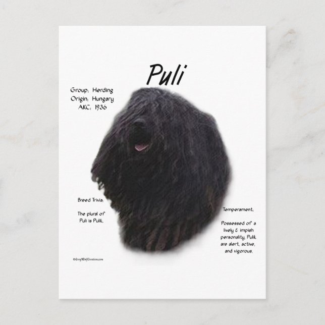 Cartão Postal Design de Histórico de Puli (Frente)