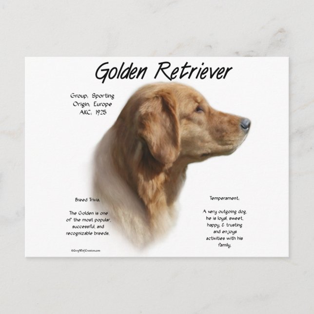 Cartão Postal Design de Histórico de Retriever de ouro (Frente)