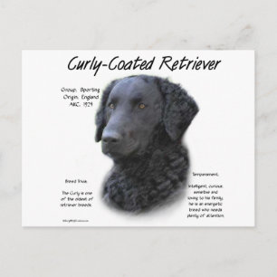 Cartão Postal Design de Histórico de Retriever Revestido Curly