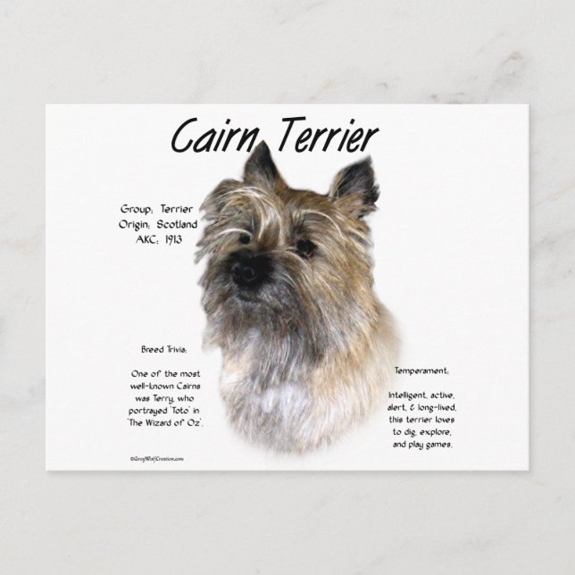 Cartão Postal Design de Histórico de Terrier do Cairn (Frente)