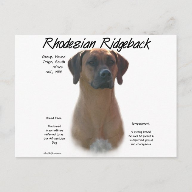 Cartão Postal Design de Histórico Ridgeback da Rodésia (Frente)