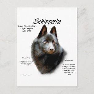 Cartão Postal Design de Histórico Schipperke