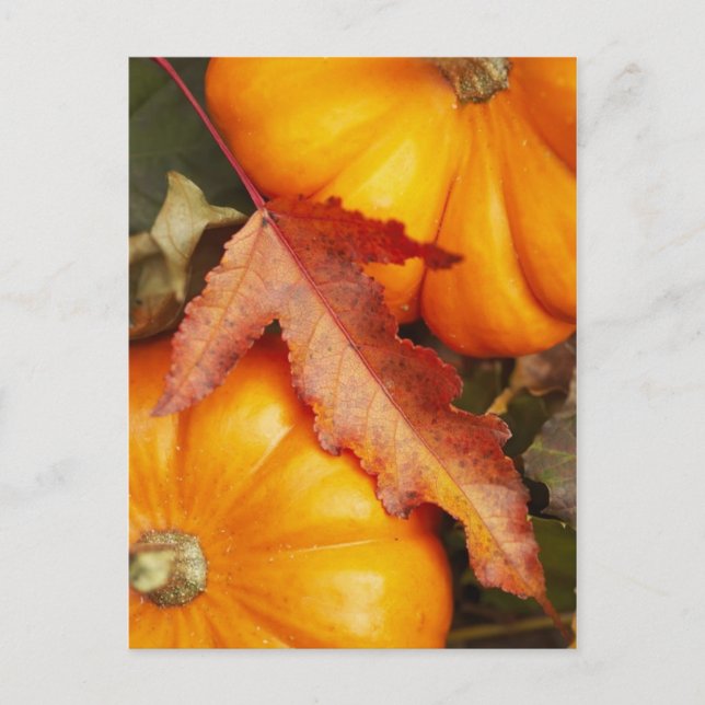 Cartão Postal Design de novembro (Frente)