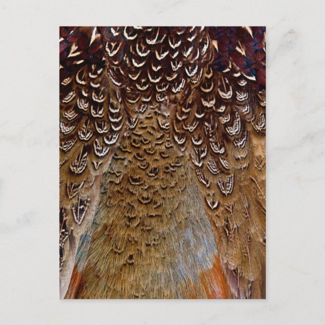 Cartão Postal Design de Pheasant Feather Brown (Frente)