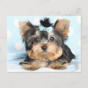 Cartão Postal Design de Pup Pequeno e Bonito Yorkie