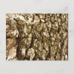 Cartão Postal Design de Textura Natural II Casca de Árvore