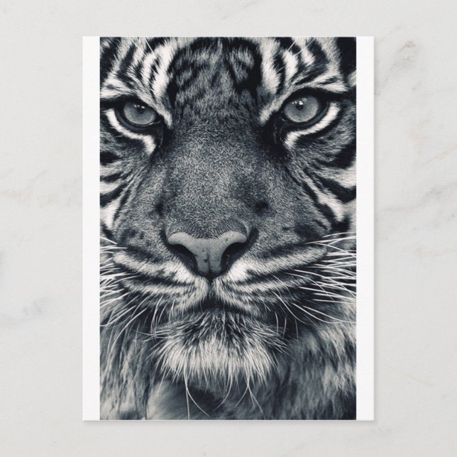 Cartão Postal design de tigre (Frente)
